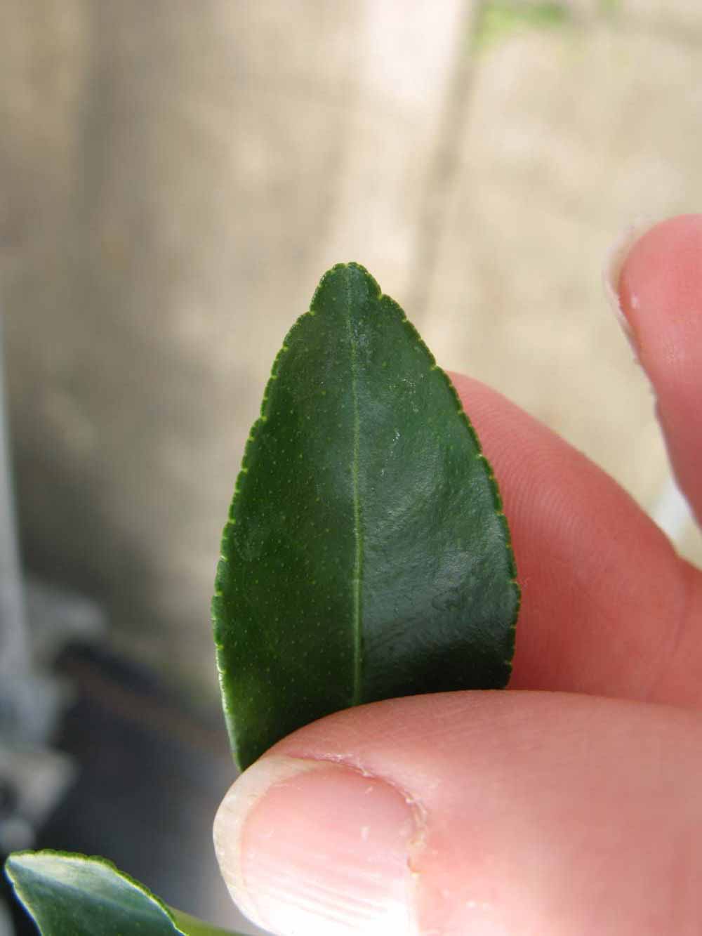              Margin (Phillip Rucks Citrus Nursery, Frostproof, FL)       